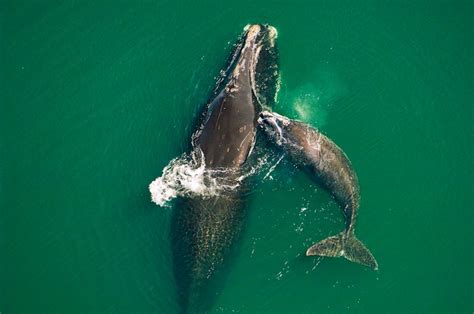 northern atlantic right whale